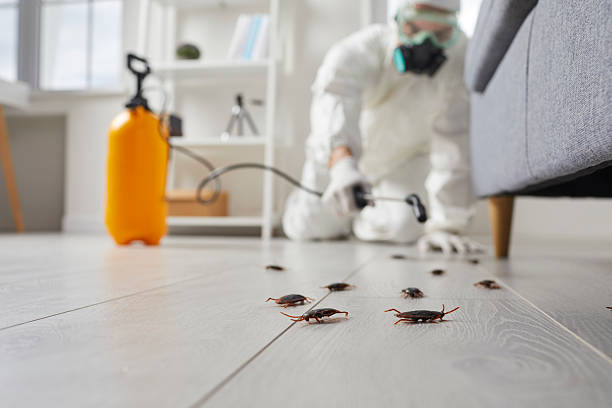 Commercial Kitchen Cockroach Control in Boston Heights
